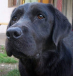 Poklanjam Labrador-retriver