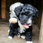 Poklanjam stence, mama cisti Lagotto Romagnolo