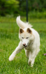 VUČKO, siberian seppala husky