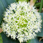 Allium karataviense 'Ivory Queen', 3 lukovice: 6,00 €, PRODAJEM