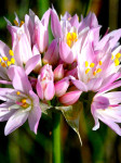 Allium roseum, 10 lukovica: 3,35 €, PRODAJEM