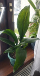 Aspidistra