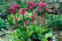 BERGENIA RED BEAUTY / Sadnice