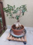 Bonsai drvo