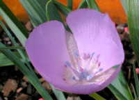 Calochortus uniflorus 'Cupido', 10 lukovica: 4,55 €, PRODAJEM