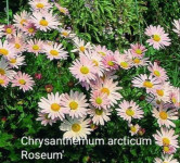 Chrysanthemum arcticum 'Roseum'