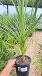 Cordyline australis