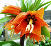 Fritillaria imperialis 'Aurora', 1 lukovica: 7,55 €, PRODAJEM