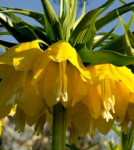 Fritillaria imperialis 'Lutea', 1 lukovica: 8,55 €, PRODAJEM