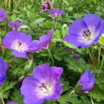 Geranium blue / Sjeme