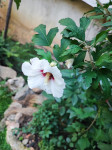 Hibiskus sadnice