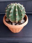 Kaktus Noćna frajla