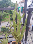 Kaktus - Opuntia Monacantha
