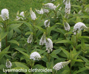 Lysimachia clethroides (Ponosni protivak )