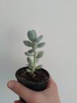 Mjesečev kamen / Pachyphytum Oviferum