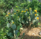 Opuntia ficus indica,kaktus,sadnice