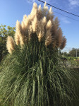 PAMPAS TRAVA-CVIJETNE METLICE,VISINE OD CCA 180CM DO CCA 230CM,PRILIKA