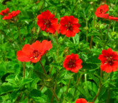 Potentilla / Red Robin / SADNICE