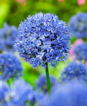 Allium caeruleum, 10 lukovica: 4,05 €, PRODAJEM