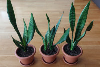 SANSEVIERIA “Trifasciata Zeylanica”, visine od 35-40 cm