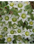 Sempervivella   alba