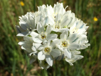 Triteleia hyacinthina, 10 lukovica: 2.00 €, PRODAJEM