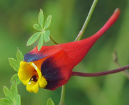 Tropaeolum tricolor, 1 gomolj: 10.00 €, PRODAJEM