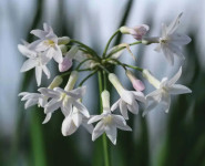 Tulbaghia violacea 'Alba', 1 lukovica: 2.50 €, PRODAJEM