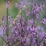 Verbena Bampton / SADNICE / www.planthouse.hr