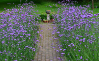 Verbena Buenos Aires / SADNICE