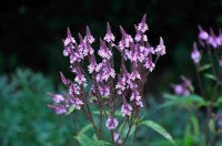 Verbena hastata, roza