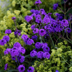 Verbena Santos purple / SADNICE