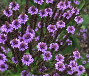 Verbena Vervain / SADNICE / www.planthouse.hr