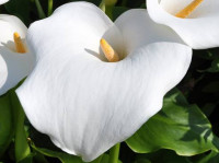 Zantedeschia aethiopica, 3 podanka: 10.50 €, PRODAJEM