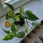 Zlatni puzavac, Epipremnum aureum