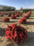 Azalea japonica Geisha Fumiko, visina 40 cm/širina 70 cm