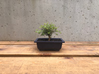 Bonsai