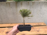 Bonsai