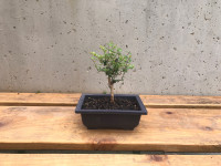 Bonsai