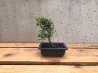 Bonsai