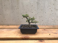 Bonsai