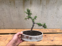 Bonsai