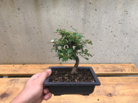 Bonsai