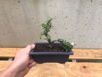 Bonsai