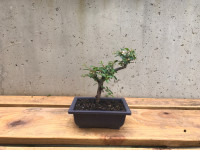 Bonsai