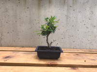 Bonsai