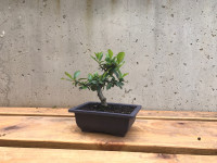 Bonsai