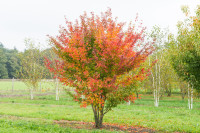 Bršljanolisni javor (acer cissifolium) - sadnica