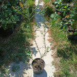 Callistemon laevis (Četkovac) sadnice