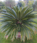 Cikas palma (cycas revoluta)